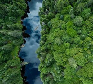 Bird's eye view of trees and river