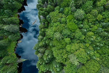 Bird's eye view of a river running through a forest